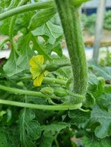 논산푸른팜님의 작성글 사진