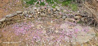 장용선 사진작가농부님의 기타작물 · 영농일지 작성글 사진