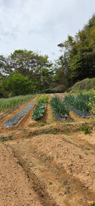 한병훈님의 고추 · 영농일지 작성글 사진