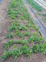 김금옥님의 작성글 사진