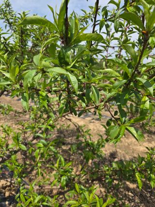 정영석님의 복숭아 · 영농일지 작성글 사진