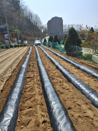 전복수님의 기타작물 · 영농일지 작성글 사진