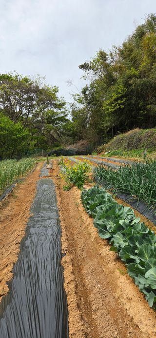 한병훈님의 고추 · 영농일지 작성글 사진