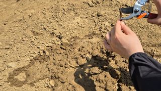 정서연님의 포도 · 영농일지 작성글 사진