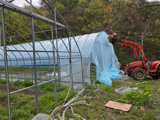 윤자용11대임후회장님의 고추 · 영농일지 작성글 사진