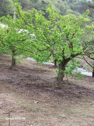 손길준님의 기타작물 · 영농일지 작성글 사진