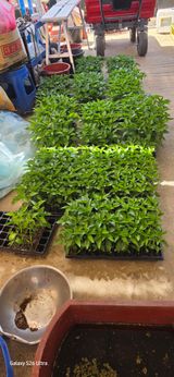 ♡청심전유삼♡님의 작성글 사진