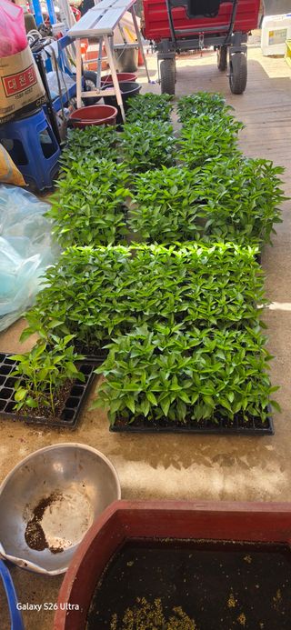 ♡청심전유삼♡님의 기타작물 · 영농일지 작성글 사진