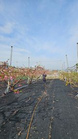 팜모닝 기타작물·영농일지 게시글 이미지