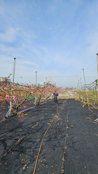 김인하님의 기타작물 · 영농일지 작성글 사진