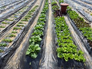 이경옥님의 기타작물 · 영농일지 작성글 사진