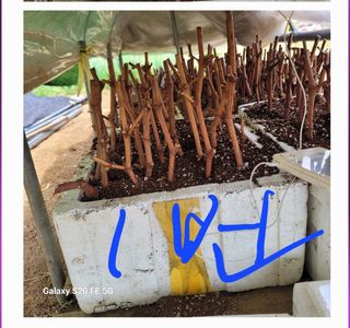 정찬영님의 포도 · 영농일지 작성글 사진