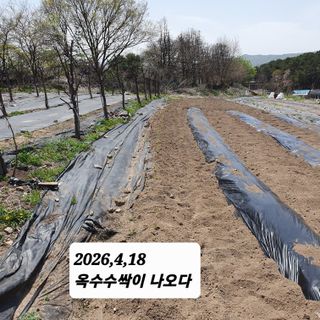 시민농장님의 기타작물 · 영농일지 작성글 사진