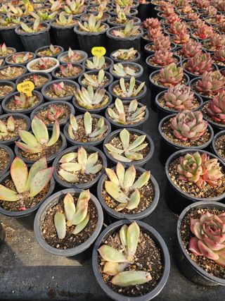 신상섭님의 기타작물 · 영농일지 작성글 사진