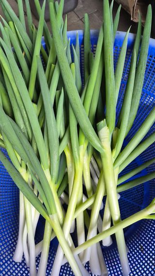 늘푸른 농장주님의 파 · 영농일지 작성글 사진