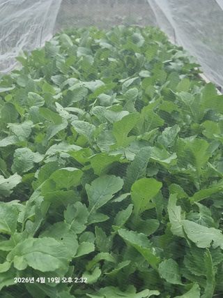 초보5도2촌님의 기타작물 · 영농일지 작성글 사진