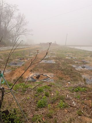 김한석님의 복숭아 · 영농일지 작성글 사진