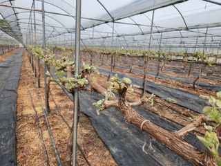 잘살아보세님의 포도 · 영농일지 작성글 사진