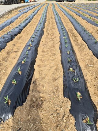 남기탁 님의 옥수수 · 영농일지 작성글 사진