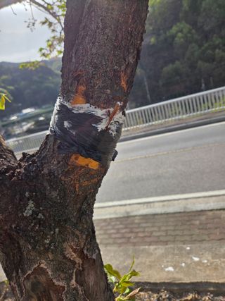 김용대님의 기타작물 · 영농일지 작성글 사진