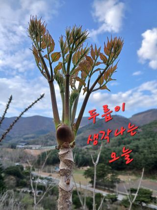 인생은 소풍처럼~님의 기타작물 · 영농일지 작성글 사진