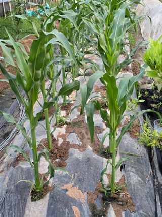 노아님의 옥수수 · 영농일지 작성글 사진