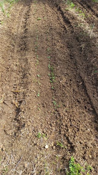 초보 구찌뽕님의 기타작물 · 영농일지 작성글 사진