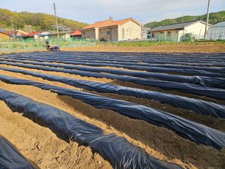 경달현님의 기타작물 · 영농일지 작성글 사진