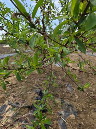 정영석님의 복숭아 · 영농일지 작성글 사진