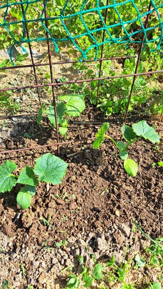 주윤발이님의 기타작물 · 영농일지 작성글 사진