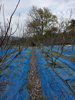 김영옥님의 기타작물 · 영농일지 작성글 사진