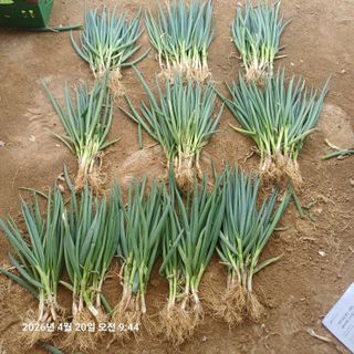 삼성농산님의 기타작물 · 영농일지 작성글 사진