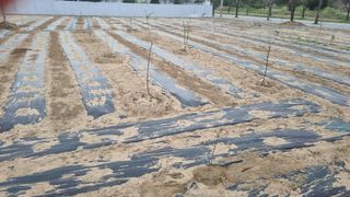 곽은주님의 기타작물 · 영농일지 작성글 사진