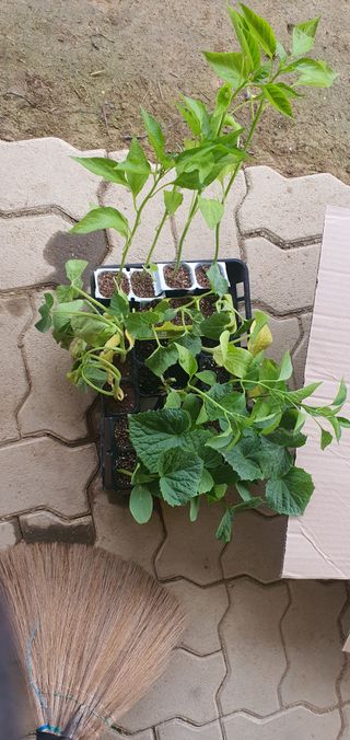 박상중님의 기타작물 · 영농일지 작성글 사진