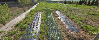 강호지인님의 감자 · 영농일지 작성글 사진