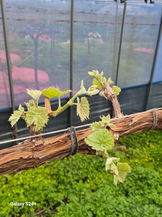 더 드림 농원님의 포도 · 영농일지 작성글 사진