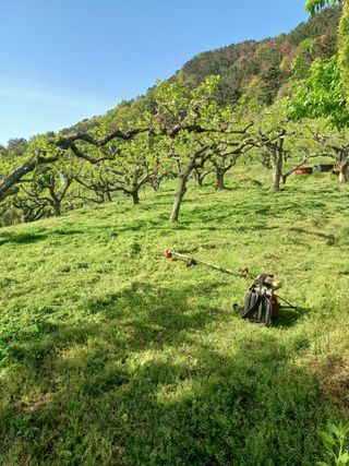 정성국님의 감 · 영농일지 작성글 사진