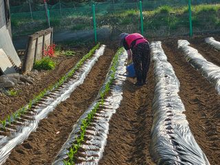 경달현님의 옥수수 · 영농일지 작성글 사진