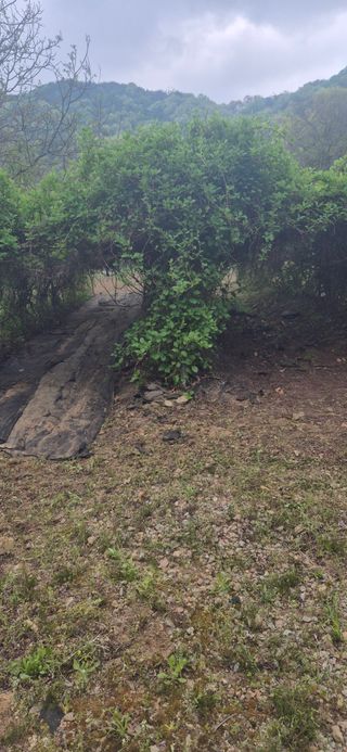 매실21434님의 기타작물 · 영농일지 작성글 사진