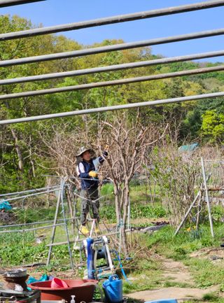 원감사님의 기타작물 · 영농일지 작성글 사진