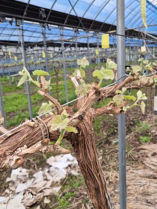 더 드림 농원님의 포도 · 영농일지 작성글 사진