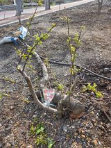 팜모닝 기타작물·영농일지 게시글 이미지