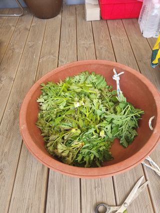 구평쿠키요정님의 두릅 · 영농일지 작성글 사진