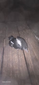 ♡청심전유삼♡님의 작성글 사진