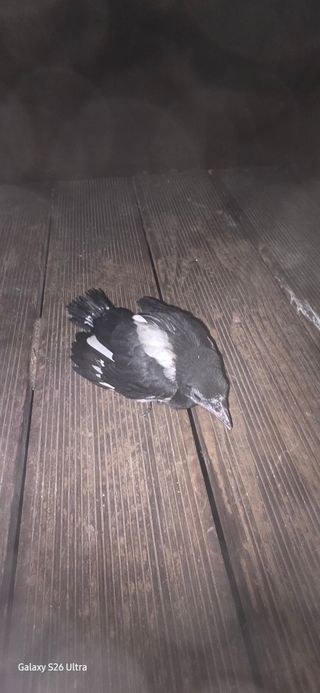 ♡청심전유삼♡님의 기타작물 · 영농일지 작성글 사진