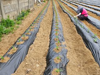 경달현님의 옥수수 · 영농일지 작성글 사진