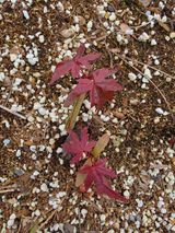 팜모닝 기타작물·영농일지 게시글 이미지