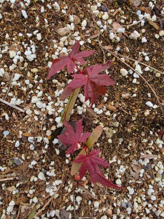 김성환님의 기타작물 · 영농일지 작성글 사진