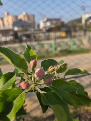 햇살농원 옥이네사과님의 기타작물 · 영농일지 작성글 사진