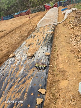 소병찬님의 상추 · 영농일지 작성글 사진